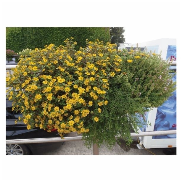 Volmary Sanvitalija 'Solaris® Yellow Colours' v lončku Ø 12 cm - Akcija v trgovini Bauhaus