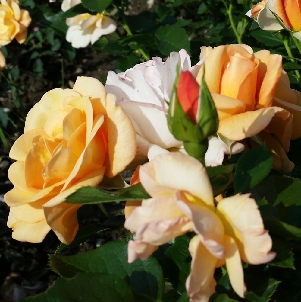 Sadika DREVESNE VRTNICE 130-150 cm - Akcija v trgovini Pevex