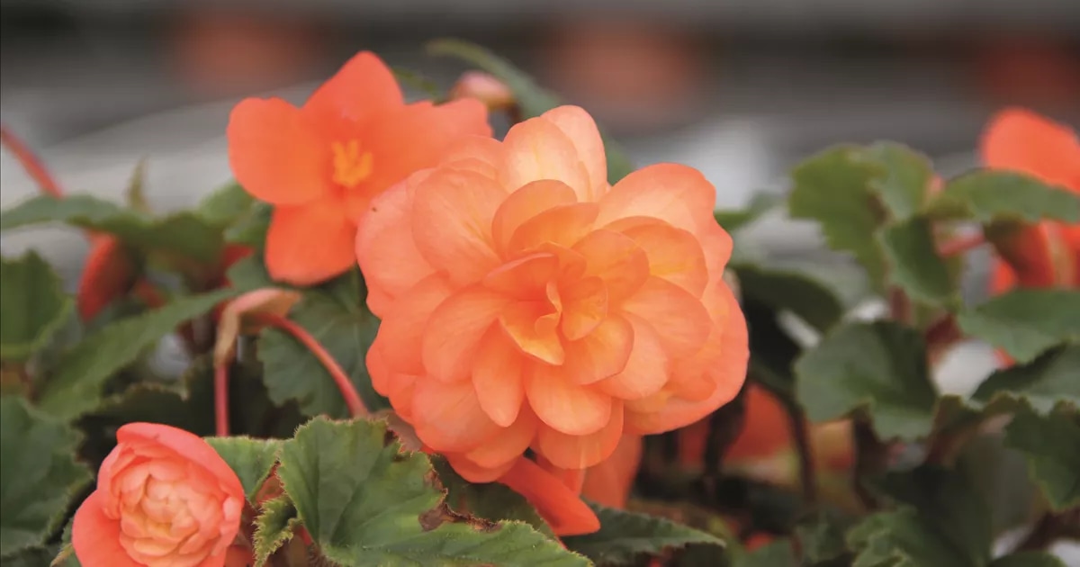 Gomoljna begonija 'Belina' (lat. Begonia x tuberhybrida) Ø 13 cm Volmary - Akcija v trgovini Bauhaus