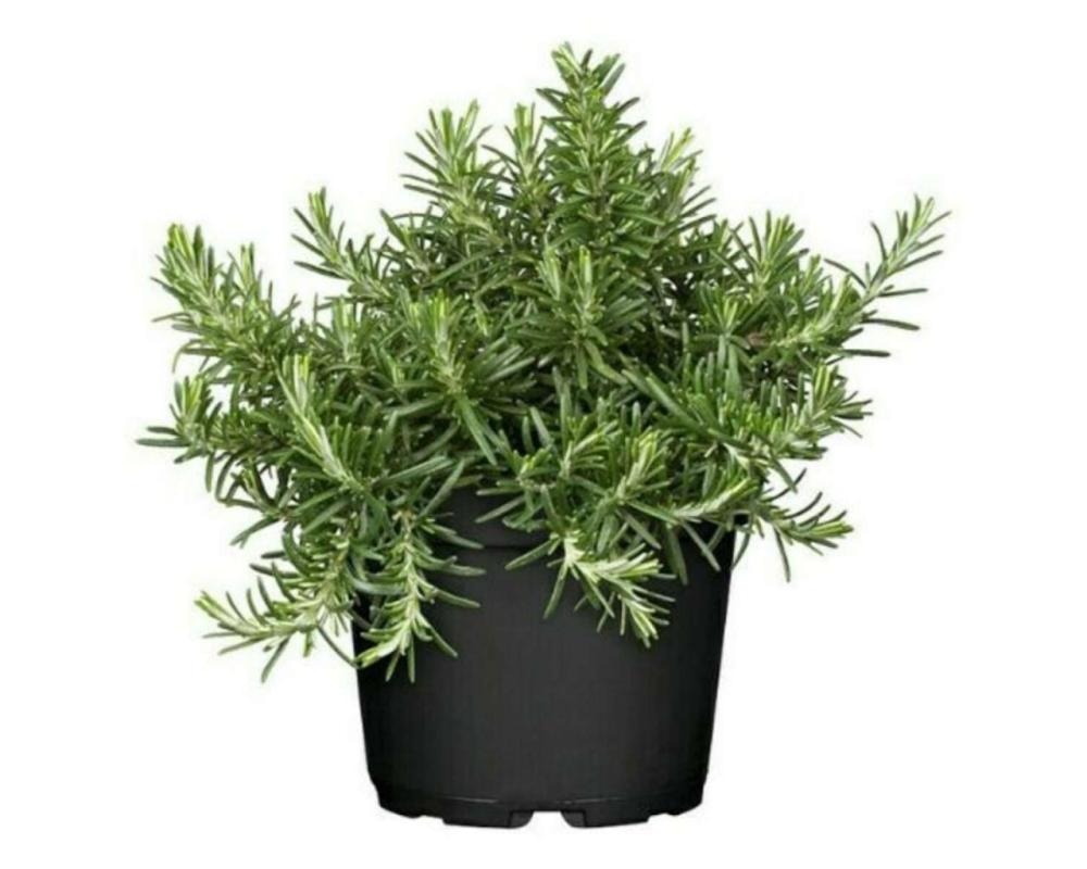 Rožmarin pokončni/plazeči v loncu Ø 35 cm - Akcija v trgovini Bauhaus