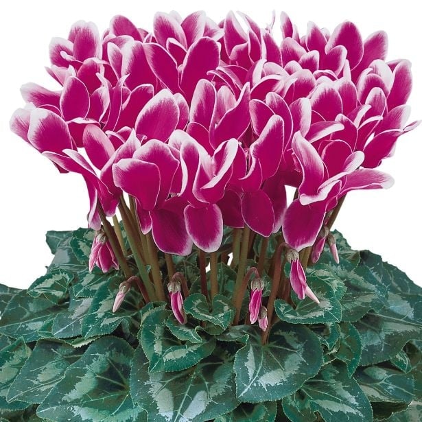 Volmary Ciklama 'Halios' - Akcija v trgovini Bauhaus