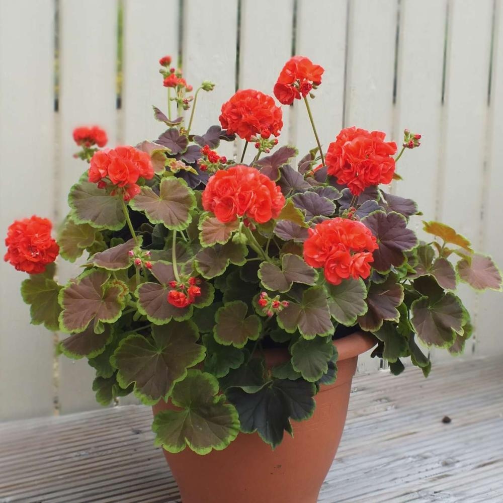 Pelargonija Pisanolistna 'Grandeur Deco' v lončku Ø 12 cm - Akcija v trgovini Bauhaus