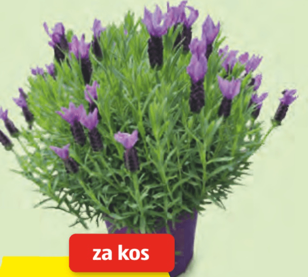 Italijanska čopasta sivka - Akcija v trgovini Hofer