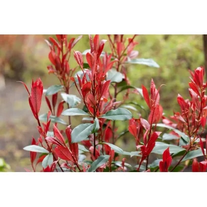 Fotinija pribl. 3 l, pribl. 45 cm grow - Akcija v trgovini Obi