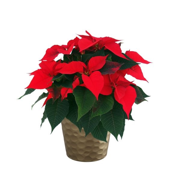 Notranji keramični lonec LINDA 130 - Akcija v trgovini Merkur