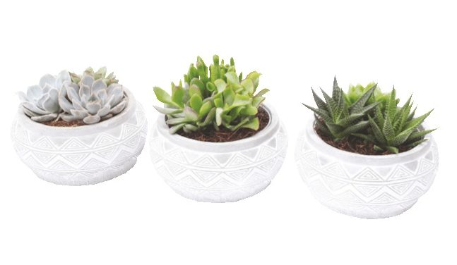 Sukulent Marrakesh - Akcija v trgovini Merkur