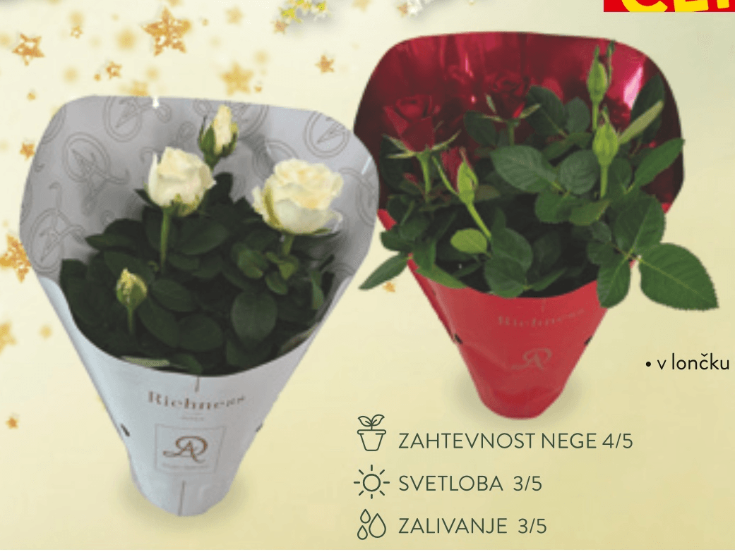 Vrtnica Richness - Akcija v trgovini Spar