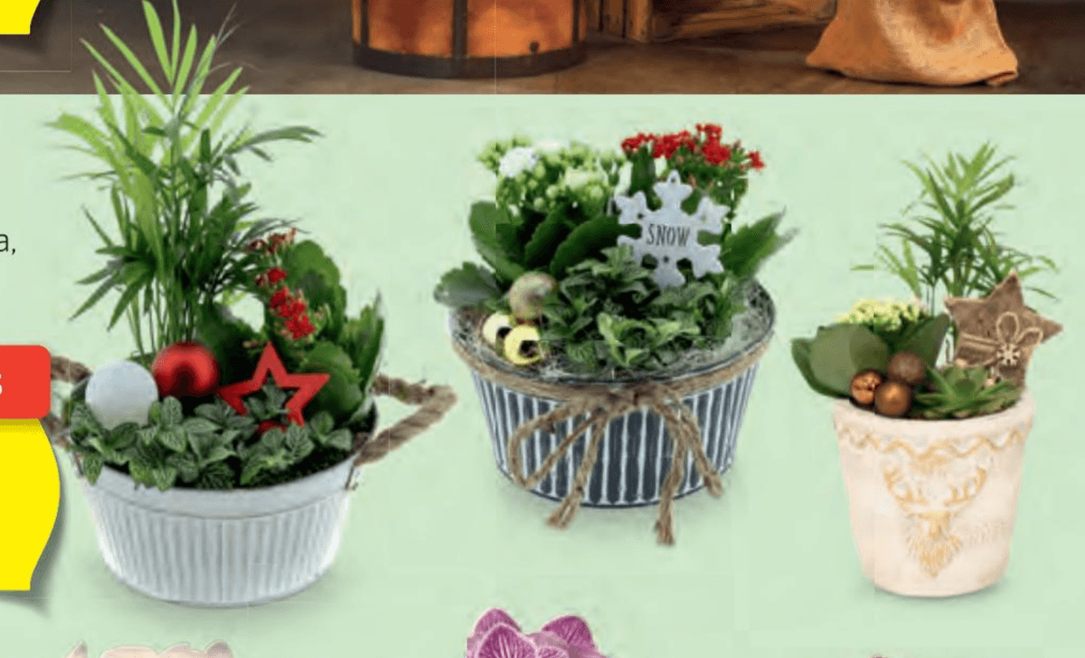 Adventni aranžma - Akcija v trgovini Hofer