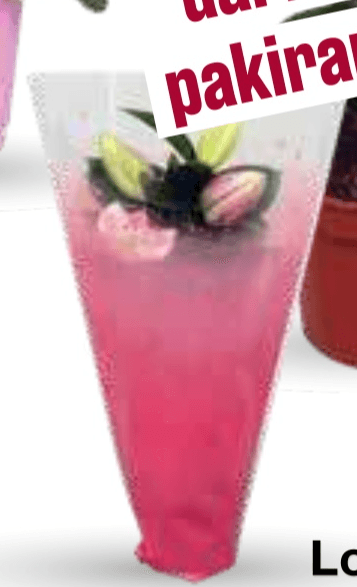 Lončnica lilija - Akcija v trgovini Mercator