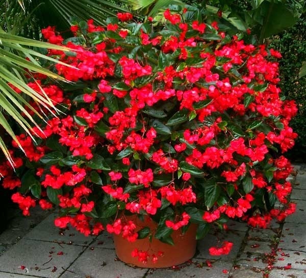 Begonija 'Zmajeva krila' (lat. Begonia x benariensis) v lončku Ø 12 cm - Akcija v trgovini Bauhaus