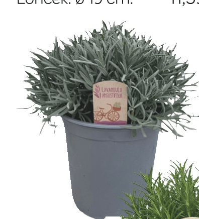 Ozkolistnata sivka Ø 19 cm - Akcija v trgovini Merkur