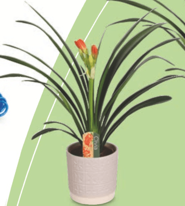 Klivija - Akcija v trgovini Hofer