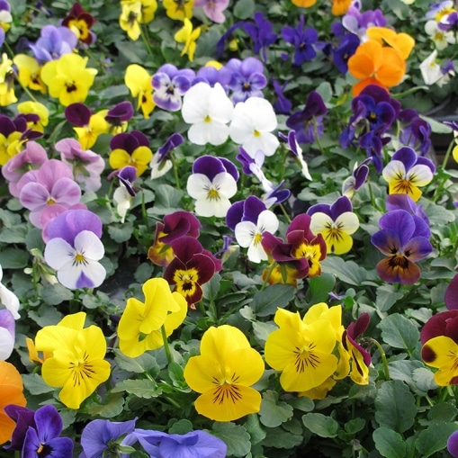 MAČEHA ali ROGATA VIJOLICA 10/1 - Akcija v trgovini E.Leclerc