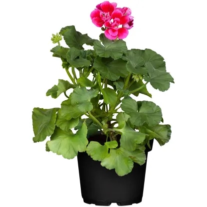 Angleška pelargonija kos - Akcija v trgovini Lidl