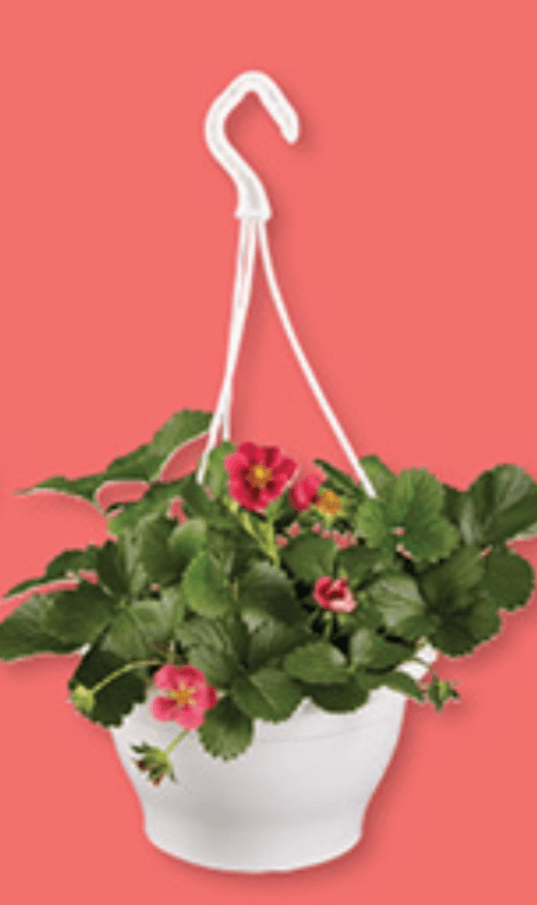 Sadike jagod - Akcija v trgovini Lidl