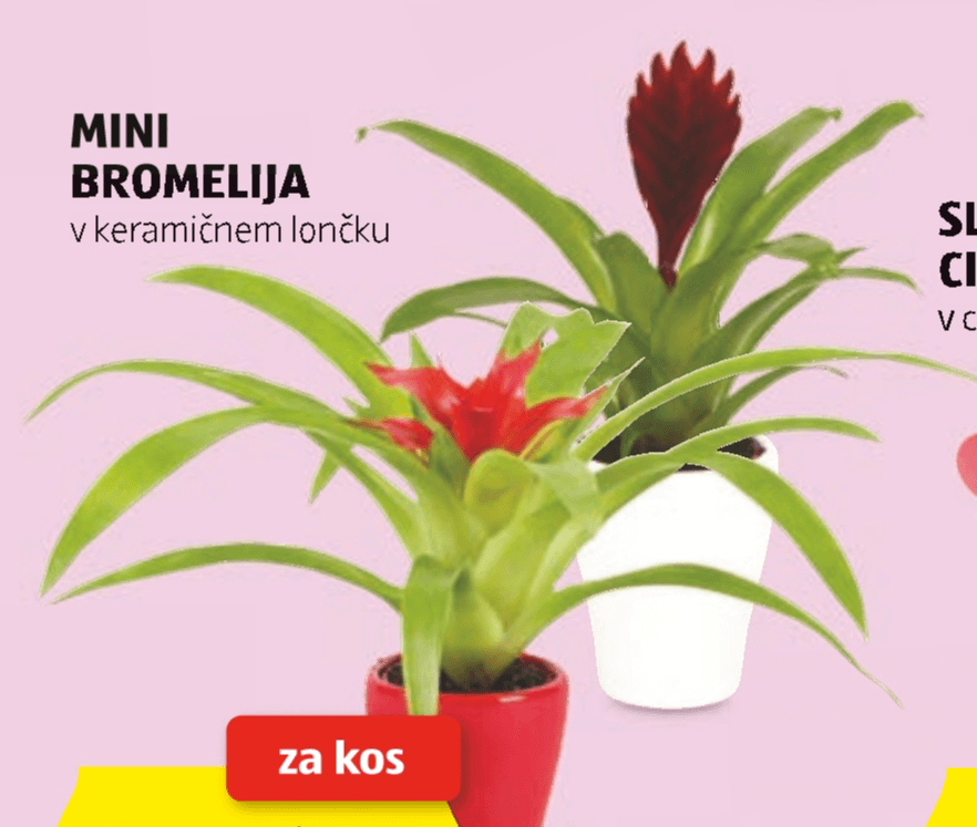 Mini bromelija - Akcija v trgovini Hofer