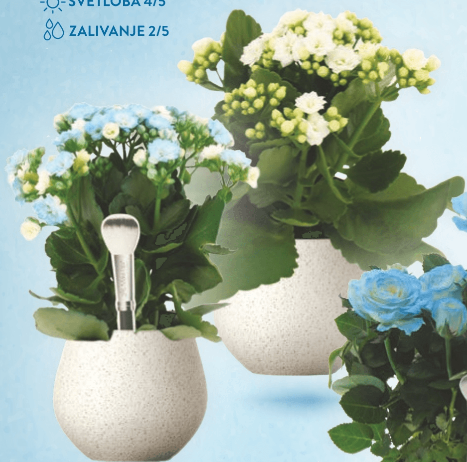 Kalanhoja - Akcija v trgovini Spar