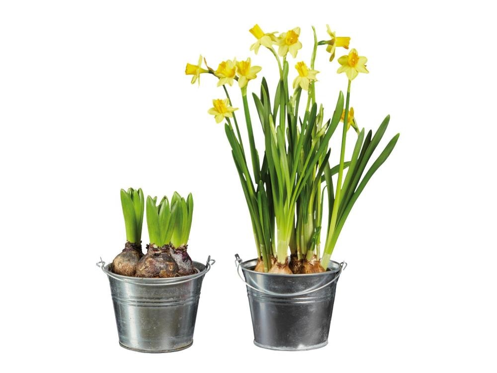 Cvetlične čebulice najmanj 3 čebulice v lončku - Akcija v trgovini Lidl