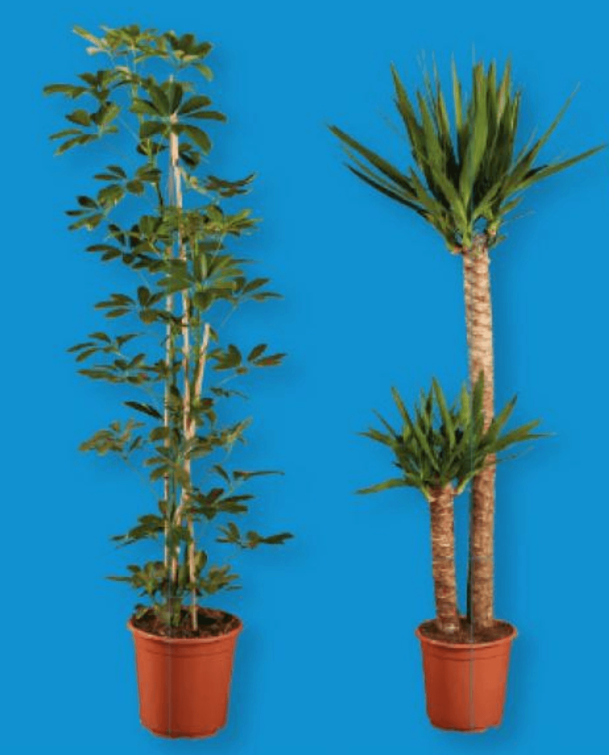 Zelena lončnica - Akcija v trgovini Lidl