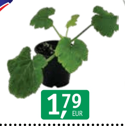 Sadike bučke - Akcija v trgovini Jager