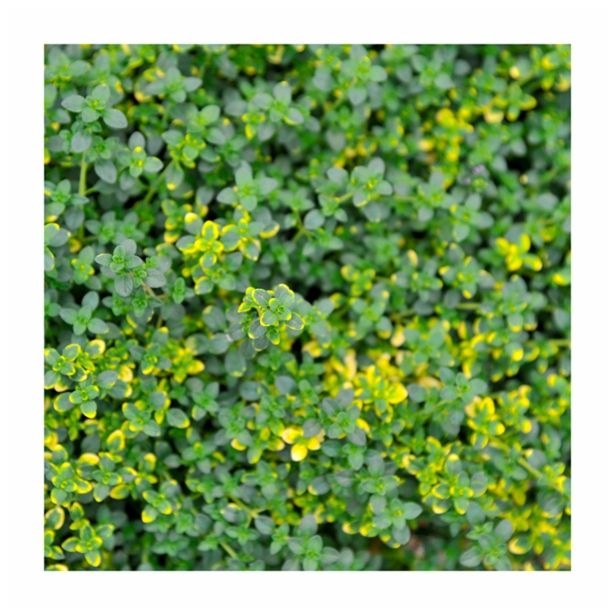 Volmary Citronski timijan 'Limone' v lončku Ø 12 cm - Akcija v trgovini Bauhaus