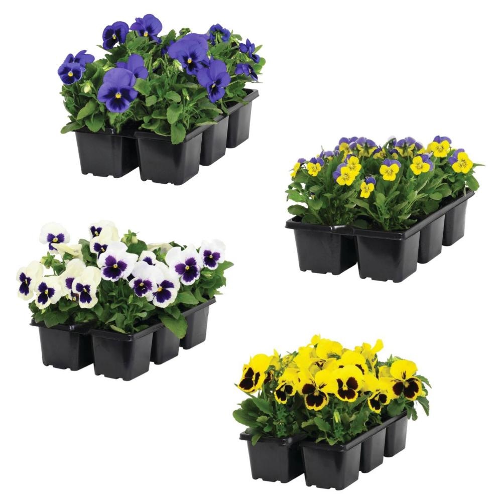 Mačehe - Akcija v trgovini Jager