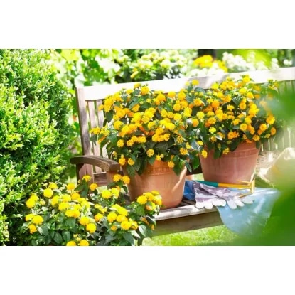 Lantana camara Evita colours Ø lonca 12 cm Akcija v trgovini Obi