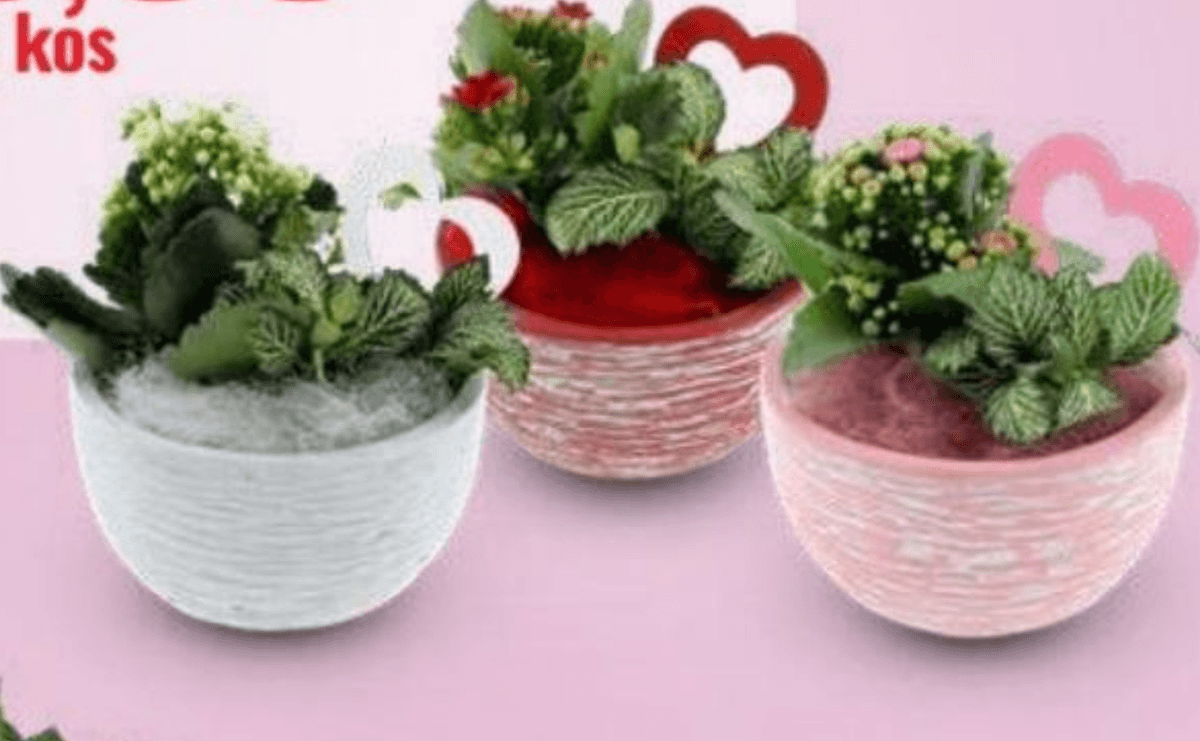 Cvetoči aranžma Ø 6 cm - Akcija v trgovini Eurospin