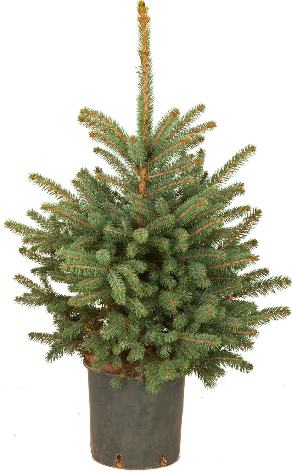 Smreka v loncu - Akcija v trgovini Obi