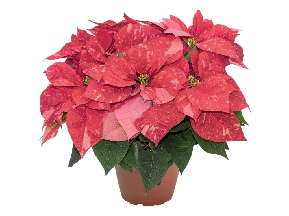 Premium božična zvezda - Akcija v trgovini Lidl