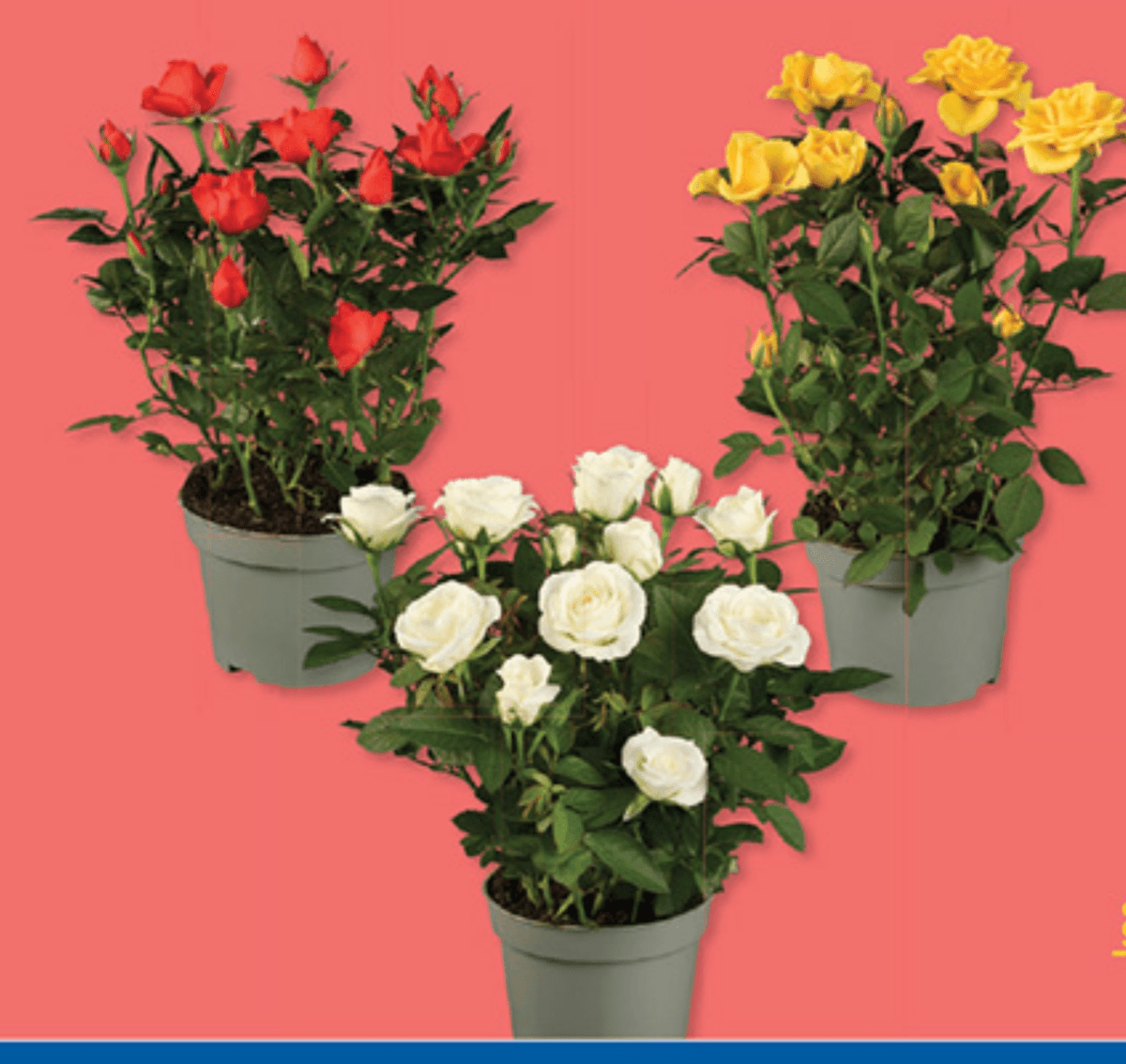 Vrtnica v lončku - Akcija v trgovini Lidl