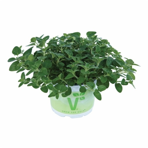 Origano 'Vitara Green' Volmary - Akcija v trgovini Bauhaus