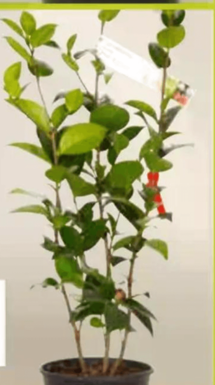 Sadika Camellia Japonica 40-60 cm - Akcija v trgovini Pevex