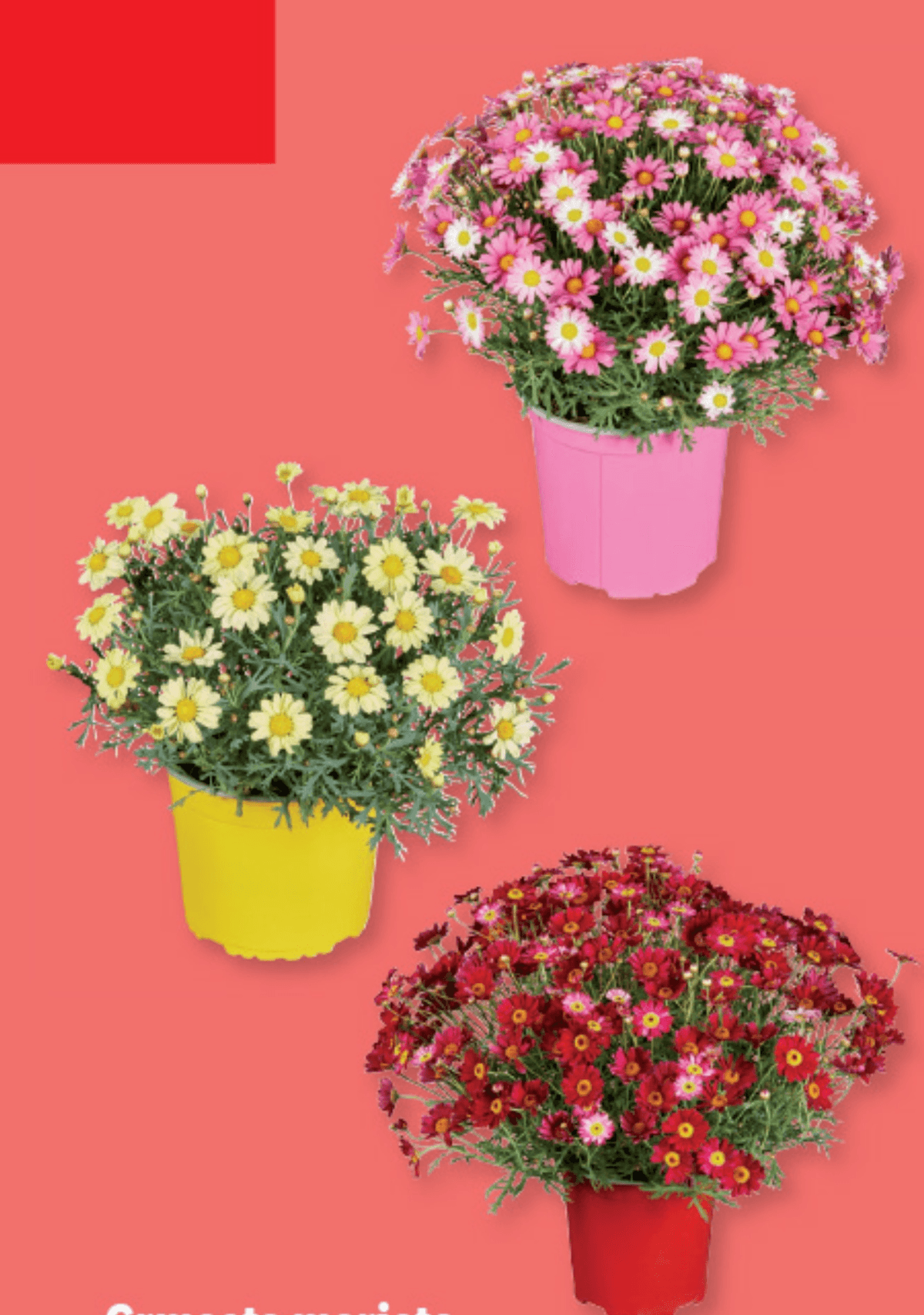 Grmasta marjeta - Akcija v trgovini Lidl