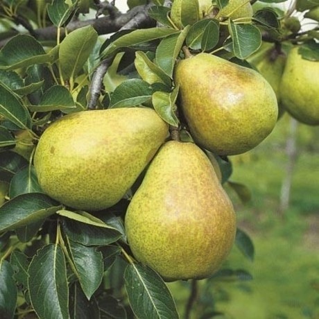 Sadike sadnih dreves - Akcija v trgovini Jager