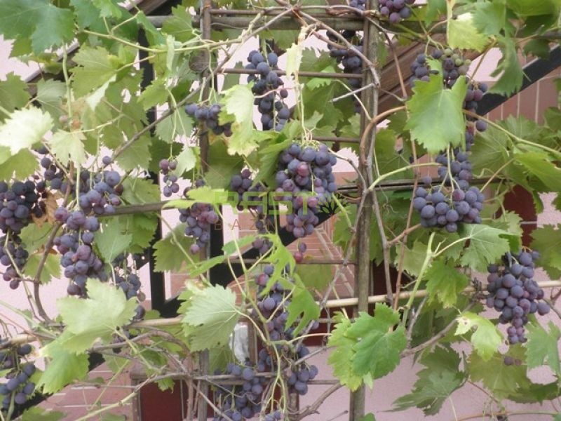 Sadike trsne cepljenke Luis 1 kos - Akcija v trgovini Jager