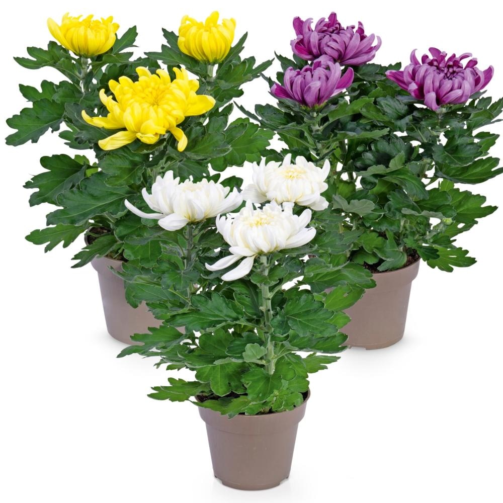 Krizantema s 3 cvetovi v 14-cm loncu - Akcija v trgovini Hofer