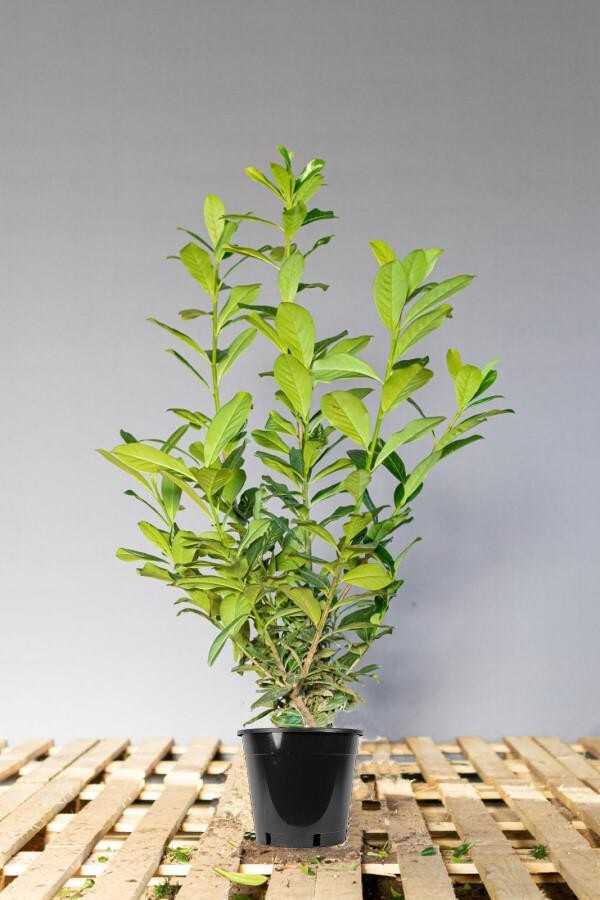 Sadika lovorikovcev Sorta Caucasita Rotundifolia Akcija v trgovini Jager