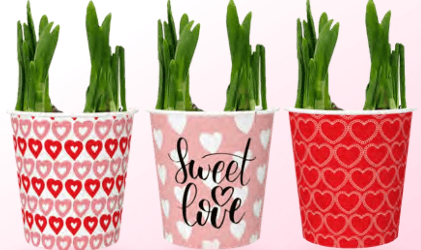 Čebulice Narcis - Akcija v trgovini Spar