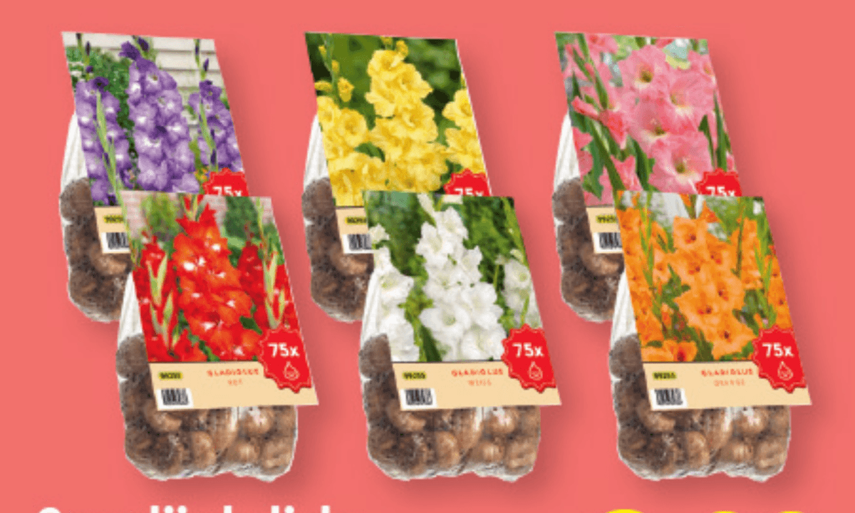 Gomolji gladiole 75 gomoljev - Akcija v trgovini Lidl