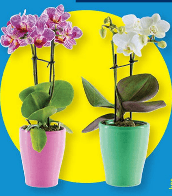 Mini orhideja phalaenopsis Ø pribl. 6 cm, višina pribl. 19 do 25 cm Akcija v trgovini Lidl