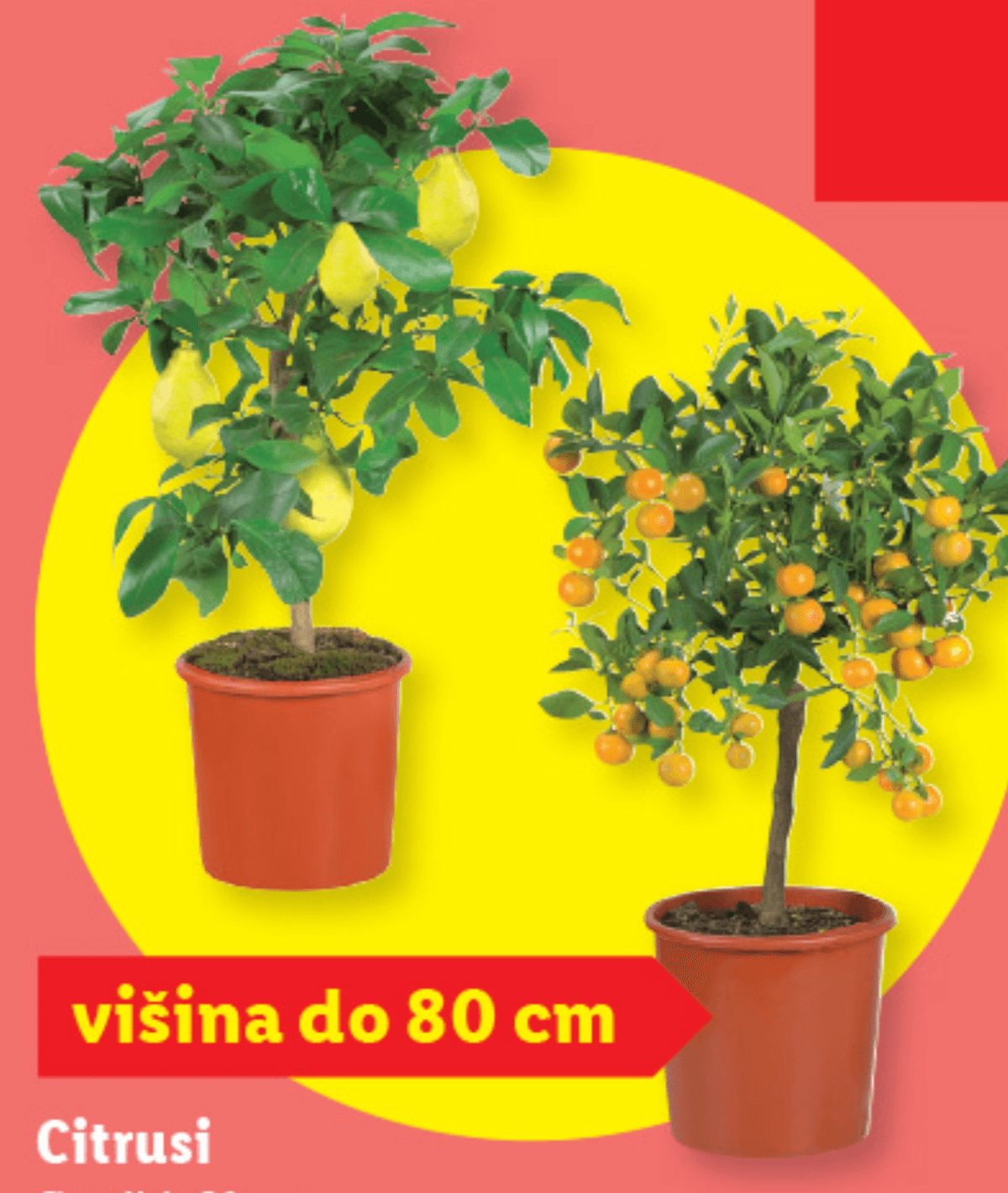 Citrusi - Akcija v trgovini Lidl