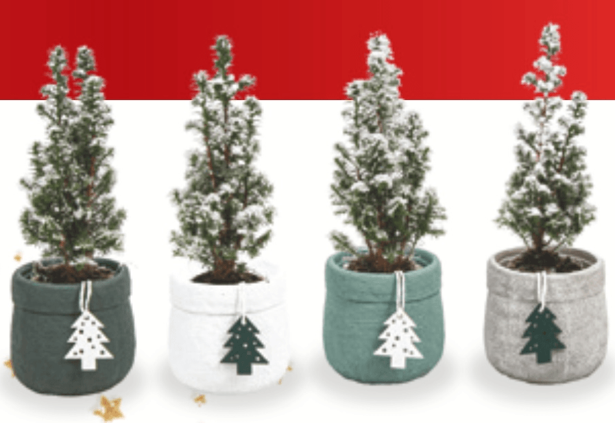 Cipresa s snegom - Akcija v trgovini Spar