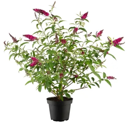 Metuljnik pribl. 3 l, pribl. 10-20 cm - Akcija v trgovini Obi