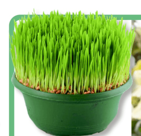 Božična pšenica v loncu Ø 17 cm - Akcija v trgovini Bauhaus