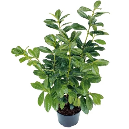 Lovorikovec Caucasica - Akcija v trgovini Obi