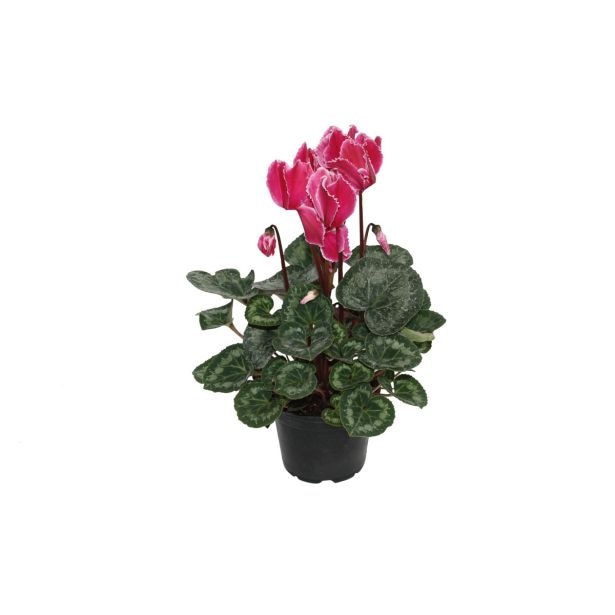 Ciklama - Akcija v trgovini Lidl