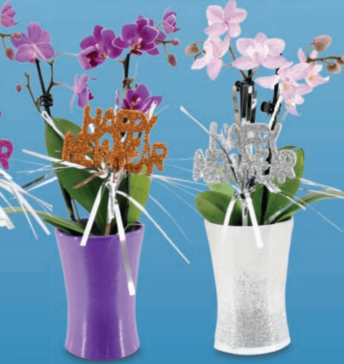 Mini orhideja - Akcija v trgovini Hofer