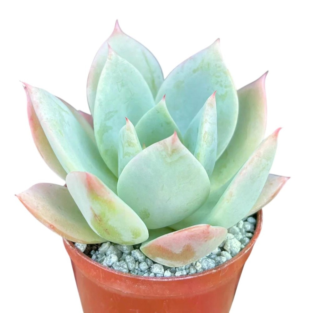 Lončnica Echeveria pastel - Akcija v trgovini Mercator