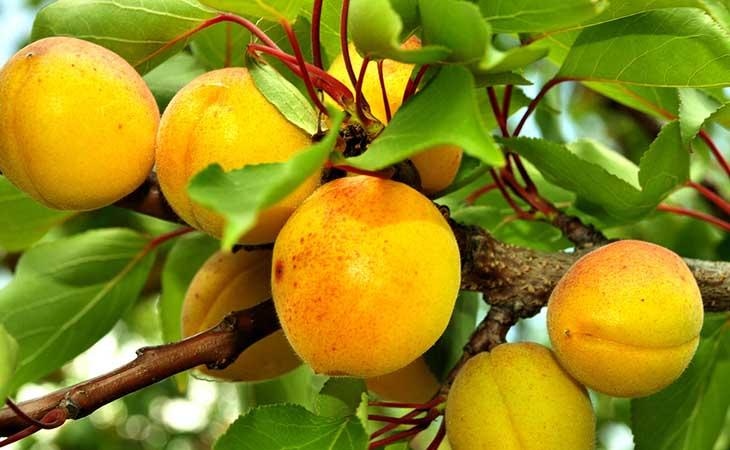 Sadike sadnih dreves MIROSAN Marelica - Akcija v trgovini Jager